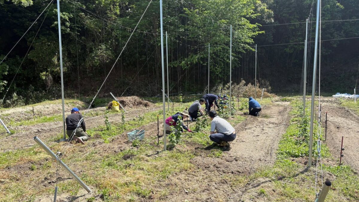 畑で作業している様子