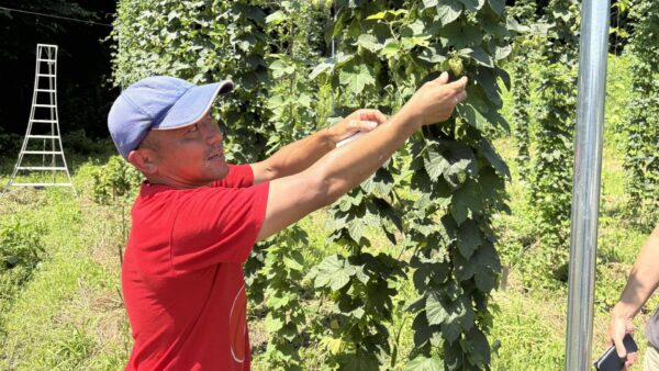 枚方診断士の会：「オレのビール」企画でホップの収穫とここでしかできない体験を満喫