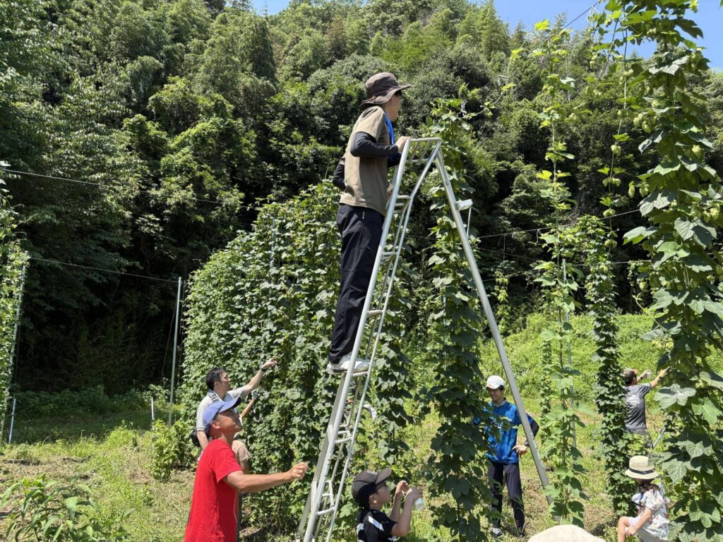 脚立で収穫する