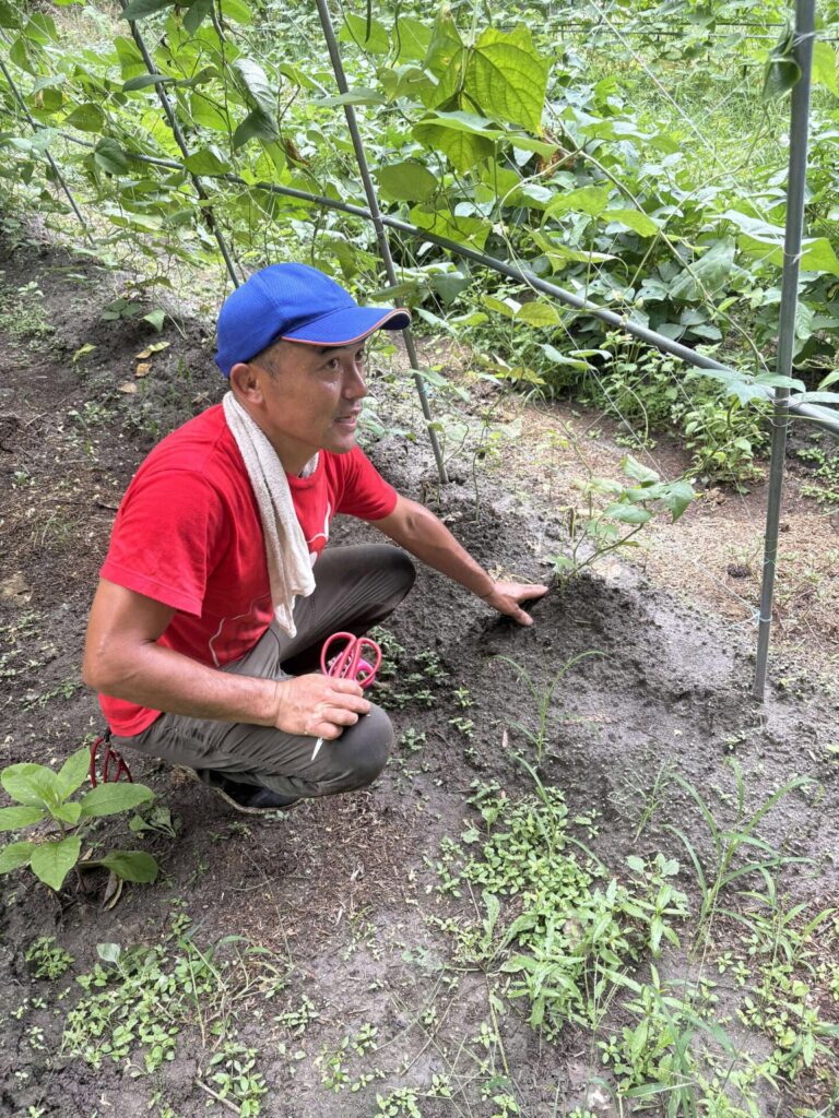 収穫方法の説明